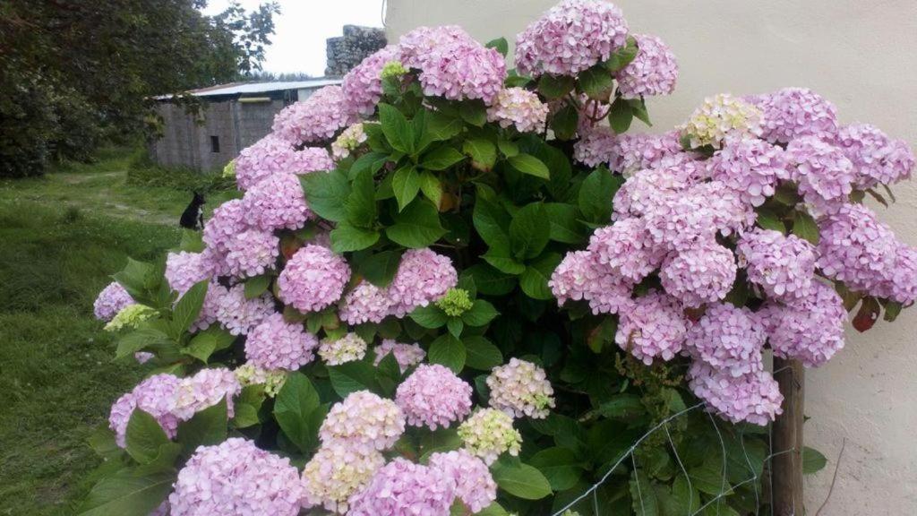 Petite Maison Du Manoir De Keryvoas Kerlouan エクステリア 写真